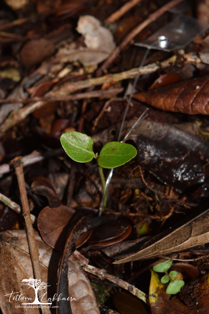 Phyllanthus candolleanus (Wight & Arn.) Chakrab. & N.P.Balakr.